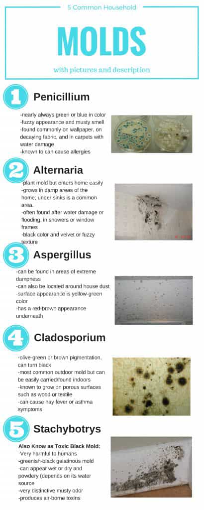 five types of mold infographic with pictures of mold